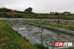 长沙青蛙养殖基地(三年时间，他从贫困户变成远近闻名的“养蛙达人”)