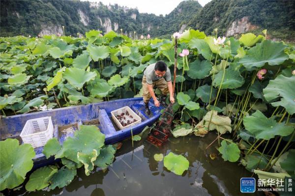 贵州毕节：荷塘养虾富农家