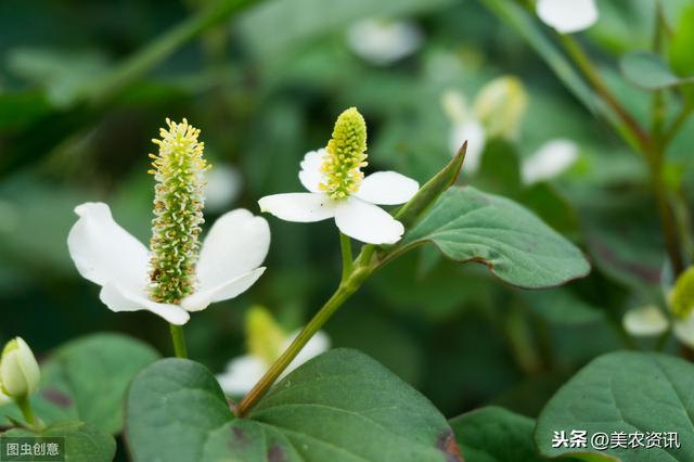 折耳根无公害栽培技术，做好这几点点，种的鱼腥草一定长得好