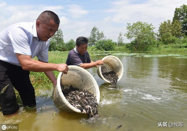 「特种水产」鳡鱼：从水中霸王到养殖珍品，价值堪比鳜鱼