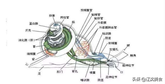 海螺身体构造图文详解，海螺肉有三个部位不能吃，吃完容易中毒