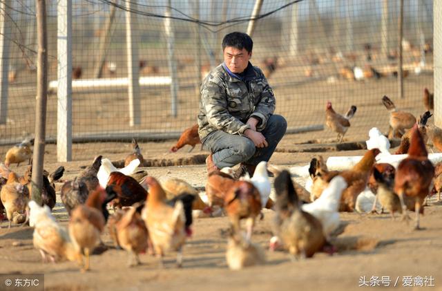 山坡土鸡养殖场的规划设计