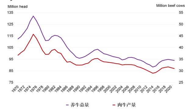 美国人养牛有多先进？在牛身上“开洞”，牛却长得很壮实