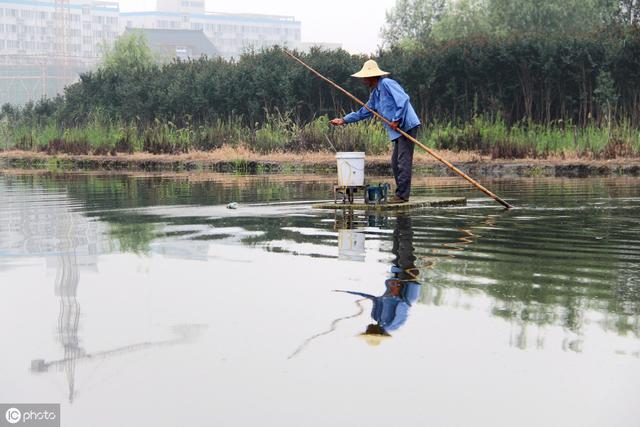 池塘养殖的鱼达不到产量，浮游植物的培养是关键