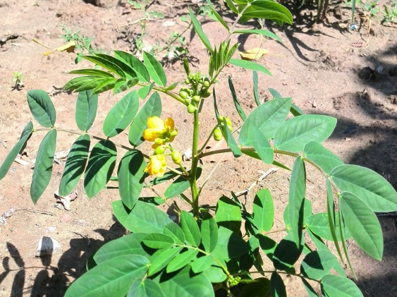 宝藏植物“蛇灭门”：毒蛇都躲着它，搞养殖的朋友有必要种植它