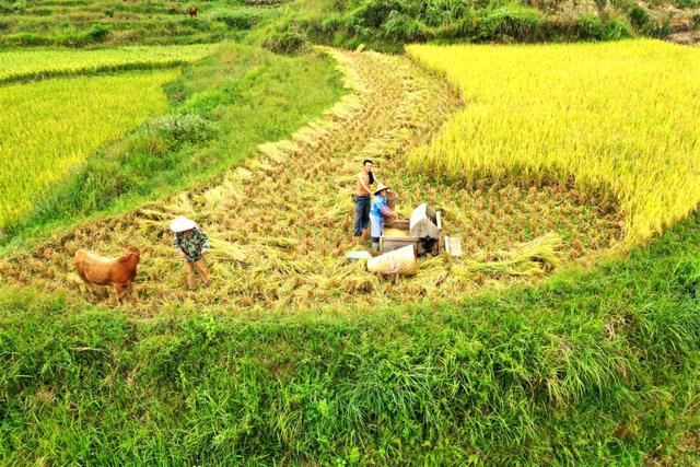 稻花香里说丰年，贵州沿河农兴农场让中界精米香飘山外