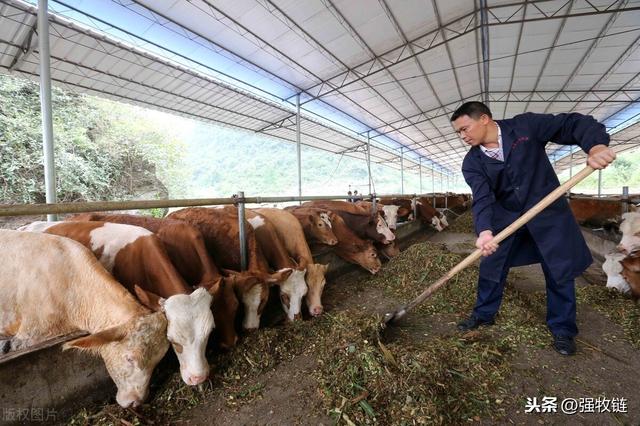 这样建养牛大棚，成本压到了最低，养牛经济效益至少高一倍