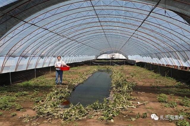 扎兰屯：“量身定制”林蛙养殖产业 拓宽致富门路