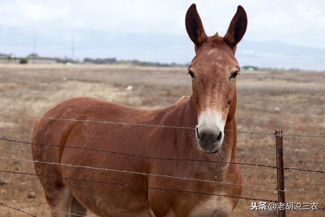 动物趣话：骡子为啥分“马骡”和“驴骡”？骡子真的不能生育吗？