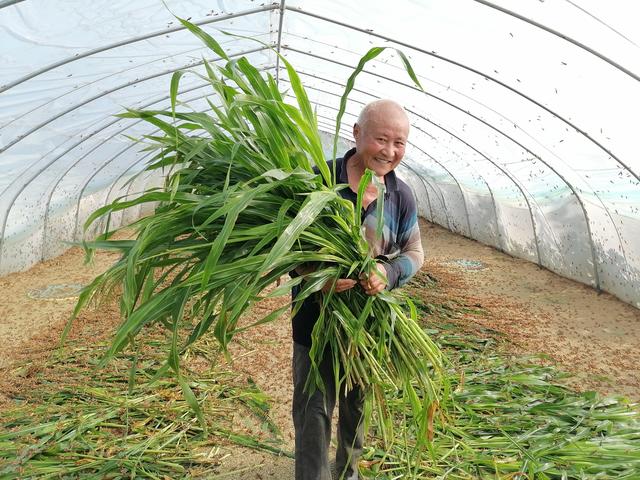 蒙城双涧镇：蚂蚱养殖有前途 乡村振兴有盼头