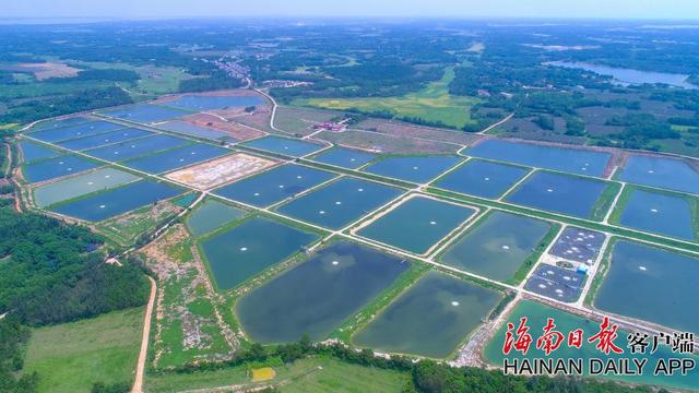 组图｜高空航拍文昌市锦山镇湖山溪尾罗非鱼养殖场