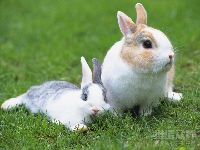 兔子怎么养殖，养兔的技巧与方法