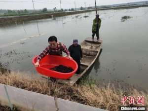 江苏省龙虾养殖场(江苏盱眙：“虾稻共生”绿色富民 激活乡村振兴活水)