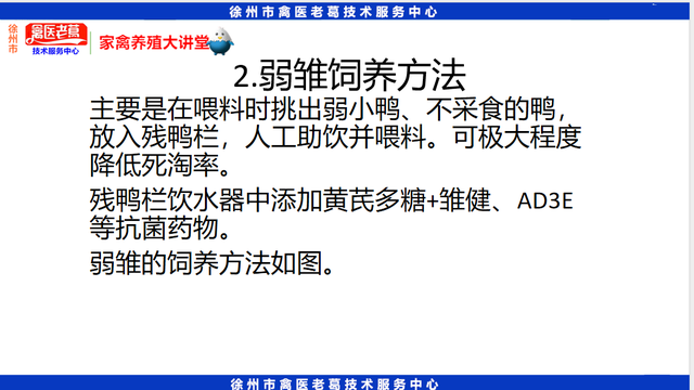 最新养鸭育雏期饲养管理鸭苗1到10天的养殖技术种鸭的饲养与管理