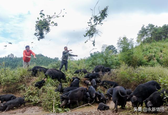 江西永新：养殖生态香猪 助力乡村振兴