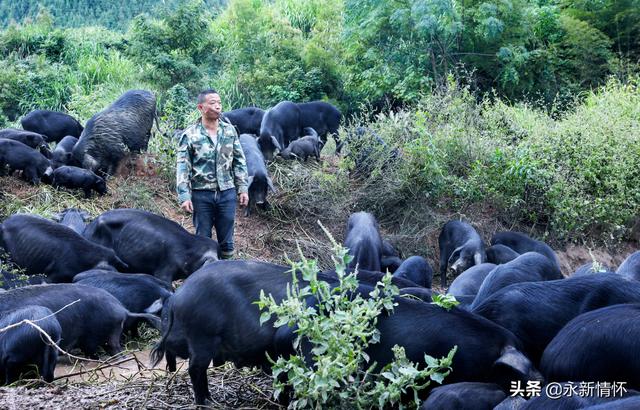 江西永新：养殖生态香猪 助力乡村振兴