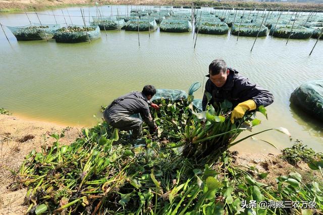 黄鳝生态养殖新技术，助力实现低成本、高收益