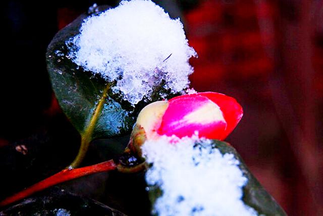 耐冬（青岛市市花）ll 叶硬经霜绿，花肥映雪红