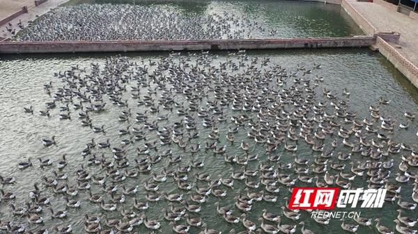 永州新田：建成万羽朗德鹅种鹅基地 打造高端鹅肥肝品牌