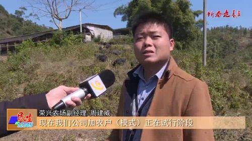 阳春一生态农场依托山林养香猪