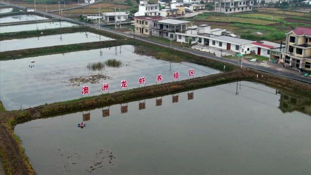 养殖澳洲小龙虾难越冬？四川这里有“法宝”