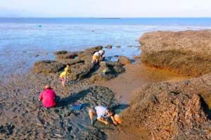 观音山鳄鱼养殖(福建厦门海边沙滩挖花蛤全攻略来了)