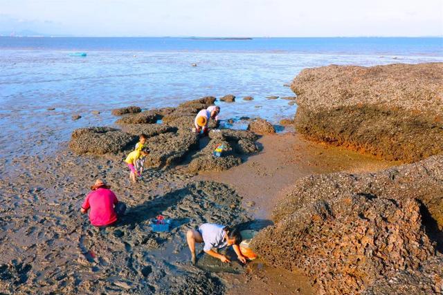 福建厦门海边沙滩挖花蛤全攻略来了