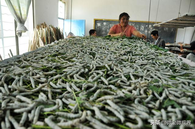 大蚕期管理不当，可使蚕茧产量下降50%以上，8个饲养要领需要掌握