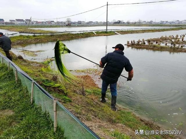 早春精养龙虾塘放养虾苗后，这样管理水位，一个月就可卖成虾