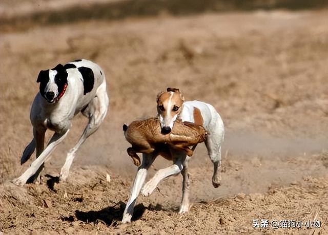 “山东细犬”——真正的华夏名狗，养过的都欲罢不能