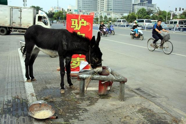 养殖什么品种的驴比较好？