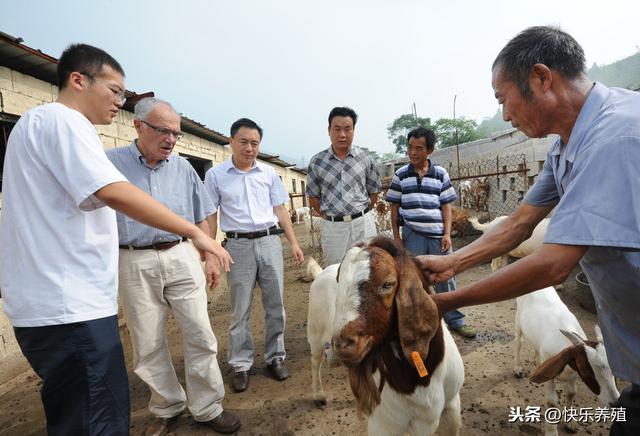 波尔山羊养殖失败的原因分析，养羊户不要盲目引种