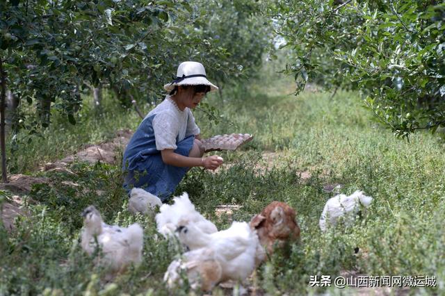 苹果树下养乌鸡，提高品质又增效，万荣田园聚养殖合作社走出循环经济新路子