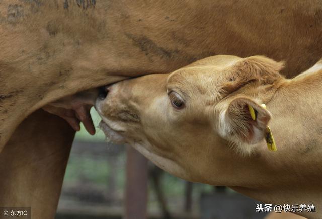 真假鲁西黄牛，养牛新手之殇！