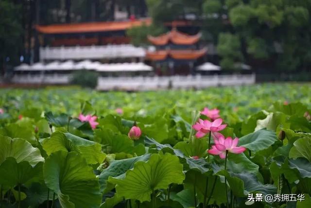 翠湖：十亩荷花鱼世界 夏日赏荷正当时