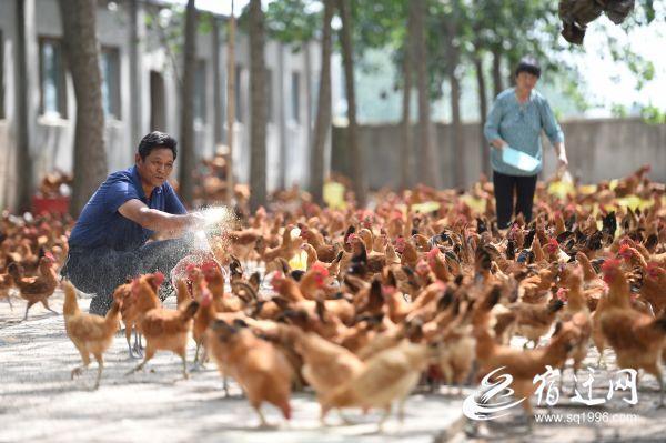 沭阳：生态起“笔”土生“金”