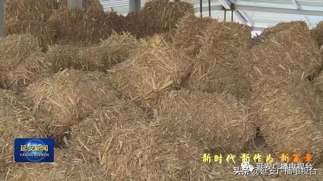 安塞区：三年养殖湖羊百万只  打造“塞北牧场”循环农业