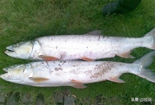 「特种水产」鳡鱼：从水中霸王到养殖珍品，价值堪比鳜鱼