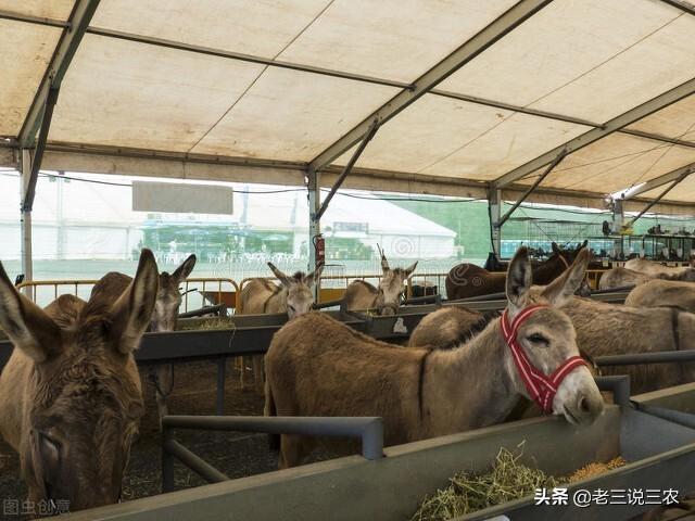 辽宁一村支书，养肉驴30年，一年卖出18万，带领150户农民致富