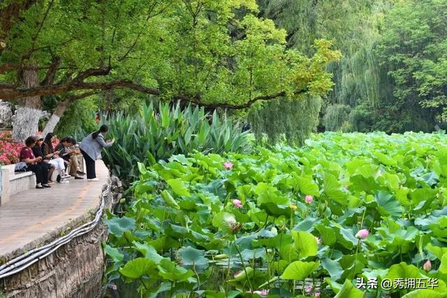 翠湖：十亩荷花鱼世界 夏日赏荷正当时