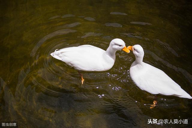 养鹅的几种配种方法，高级养殖技术，在这里分享给大家，共同学习