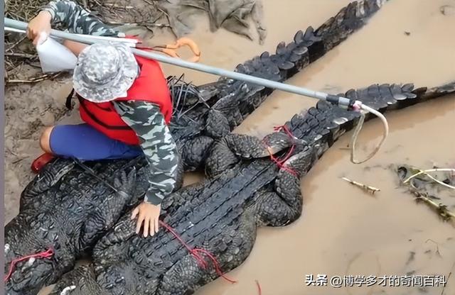 广东茂名出逃鳄鱼事件背后的故事：养殖场主的苦衷和反思