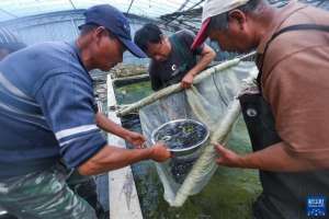 湖州鱼苗养殖基地(浙江湖州：水产养殖育苗忙)