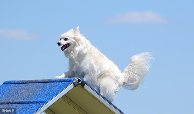 小型犬这么多，我们该养哪一种，看看这十种适合在家饲养的小型犬