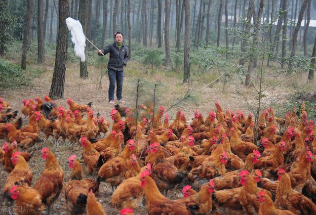 农村养殖，合同鸡有什么套路，你知道吗？