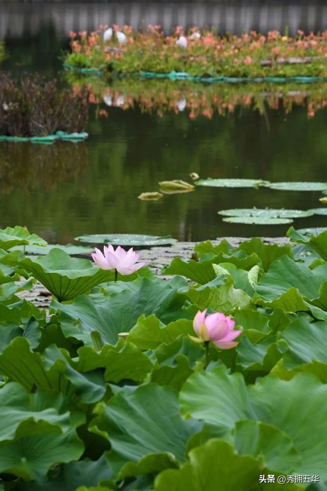 翠湖：十亩荷花鱼世界 夏日赏荷正当时