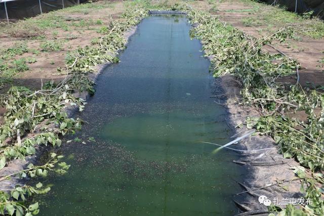 扎兰屯：“量身定制”林蛙养殖产业 拓宽致富门路