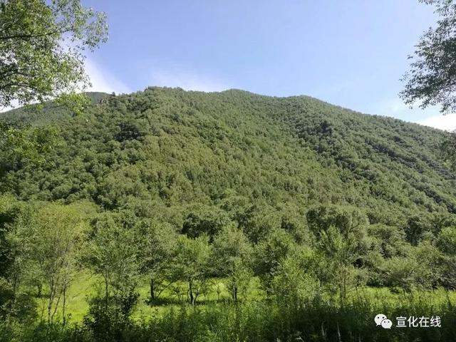 张家口赤城黑龙山森林公园花草丰盛蝶飞蜂舞