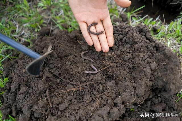 农村电蚯蚓为何如此猖獗，暴利下隐藏着怎样的生态危机？