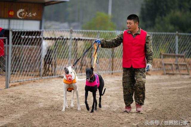 动物界的速度与激情！武汉首家赛狗场即将开园！